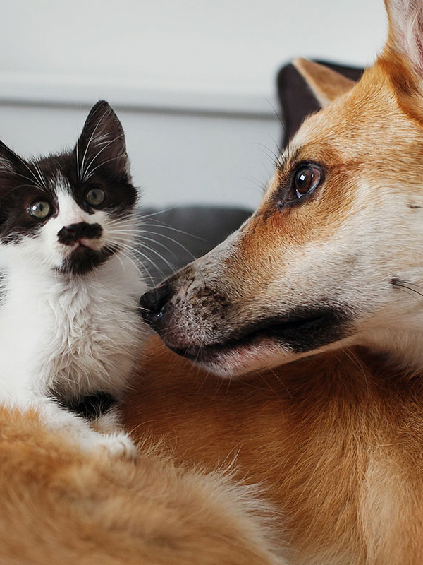 BUBBLE WORLD PETS: BUBBLE WORLD SOAP BUBBLES FOR OUR FOUR-LEGGED FRIENDS