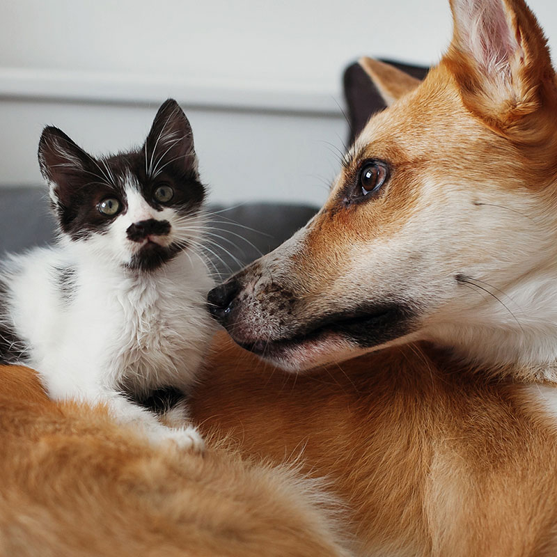 Bubble World Pets, le bolle di sapone Bubble World per gli amici a 4 zampe